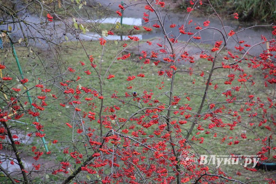 Зима в Великих Луках будет суровой (ФОТО)