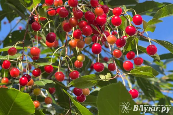 Псковский Россельхознадзор апретил ввоз черешни, заражённой опасным карантинным объектом