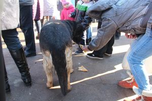 В Великих Луках широко отметили Масленицу (ФОТО)