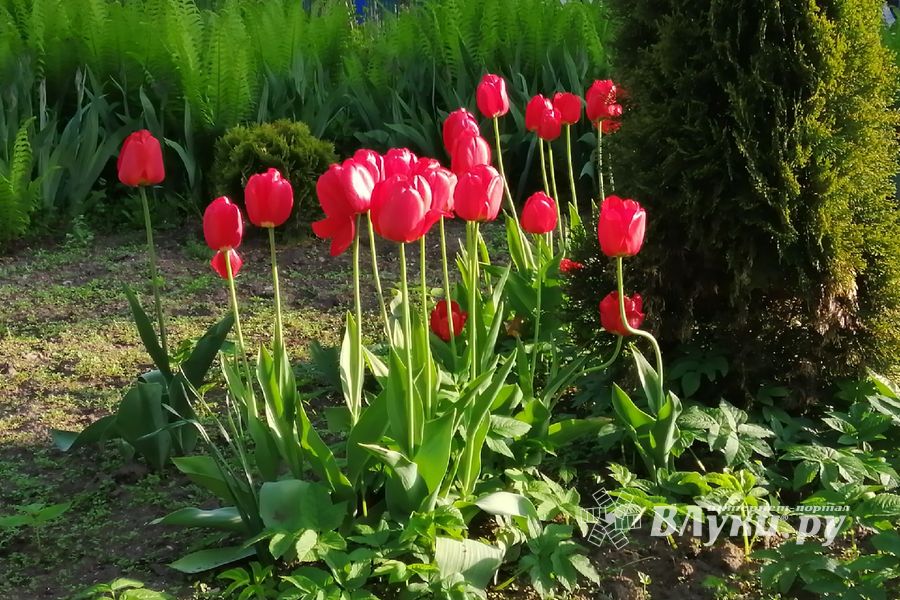 ©ВЛуки.ру