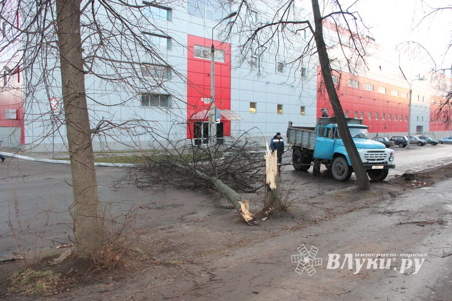 В Великих Луках дерево упало на проезжую часть 