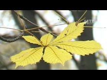 Импульс-ТВ: Сезонная заболеваемость