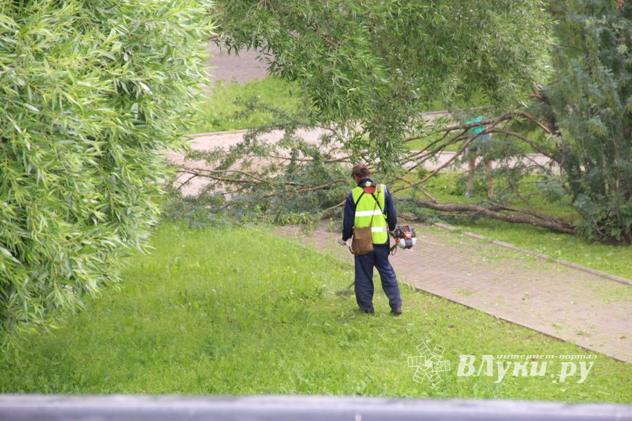 В Великих Луках сажают, стригут и красят (ФОТО)