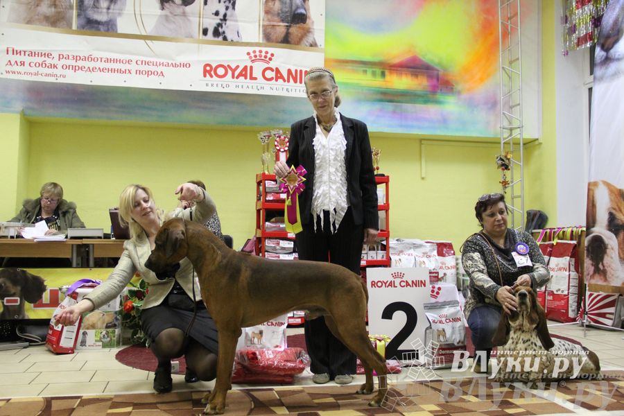 Всероссийская выставка собак «Великие Луки — 2014»