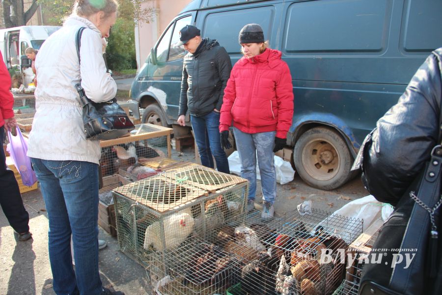 В Великих Луках прошла универсальная осенняя ярмарка (ФОТО)