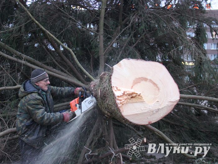 Необычное украшение сняли с главной ёлки Великих Лук (ФОТО)