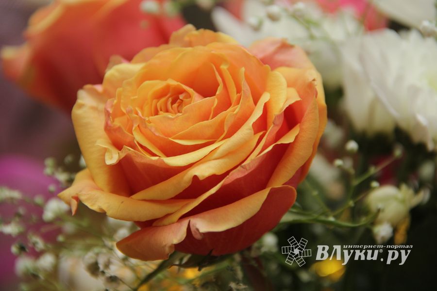 Конкурс «Мимо тёщиного дома...» нашел победителя (ФОТО)