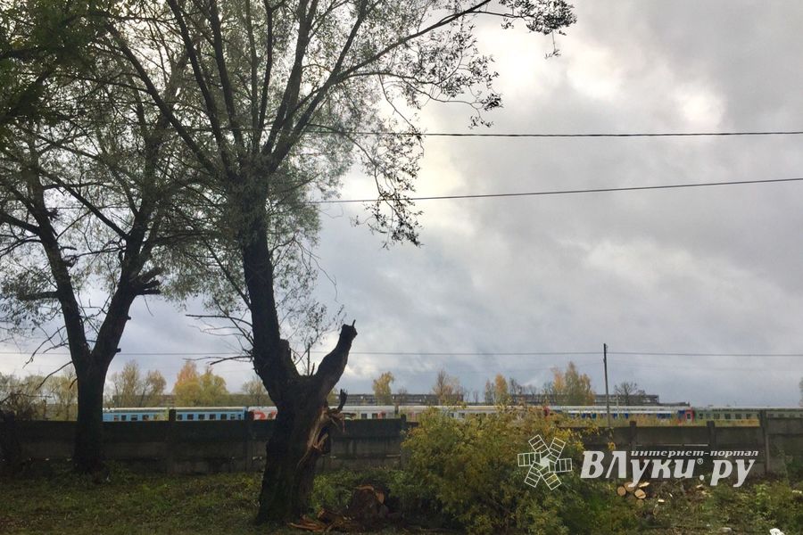 В Великих Луках, почти в центре города, более двух месяцев лежало поваленное дерево (ФОТО)