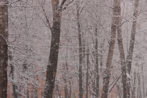В Великих Луках снегопад и «день жестянщика» (фото)