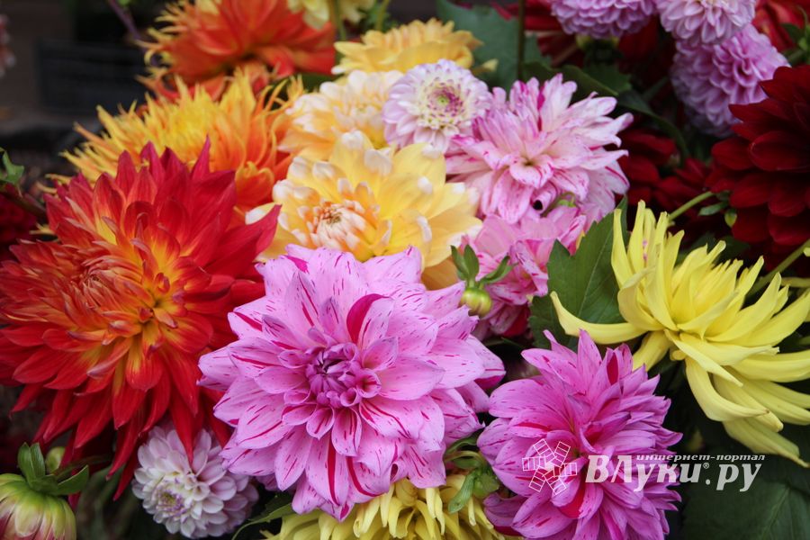 Ярмарка «Осень-2017» (ФОТО)