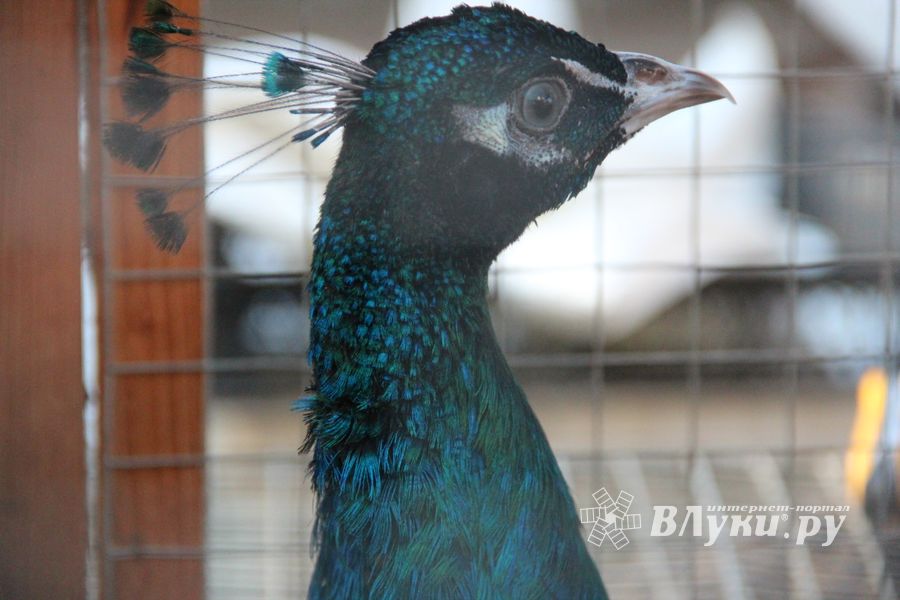 В Великих Луках прошла универсальная осенняя ярмарка (ФОТО)