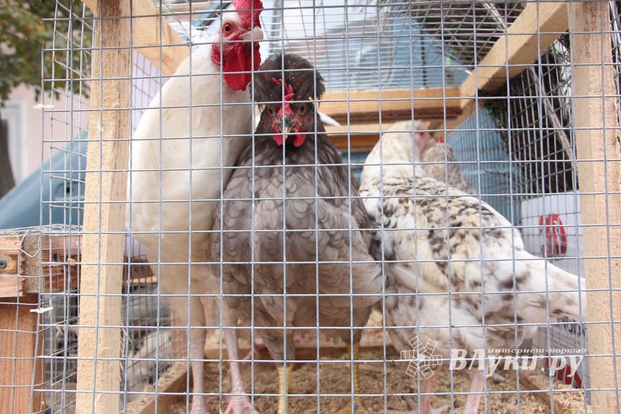 Ярмарка «Осень-2017» (ФОТО)