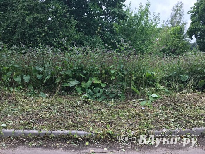 Дятлинку покосили (ФОТО)