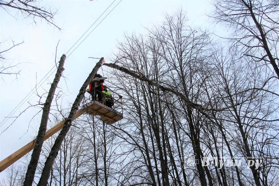 На проспекте Гагарина идет формовка деревьев (ФОТО)