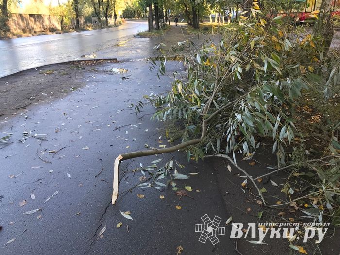 В Великих Луках стихия наломала немало (ФОТО)