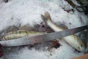 Фото предоставлено пресс-службой Северо-Западного территориального Росрыболовства