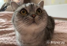 Прогноз погоды на 26 июня в Великих Луках