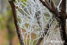 Сегодня Великие Луки накрыл «замерзающий туман» (ФОТО)