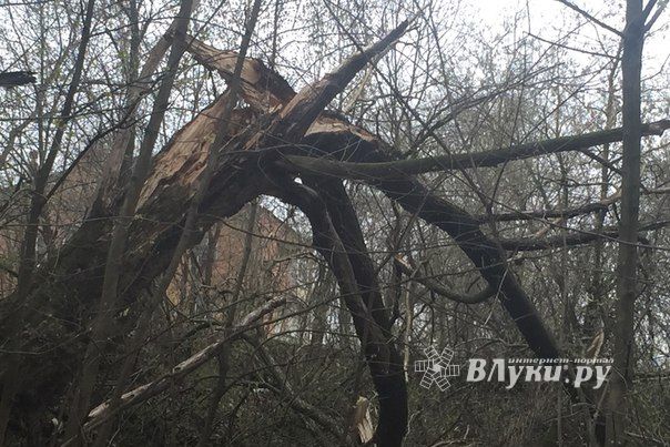 Жутковатое дерево близ острова Дятлинка