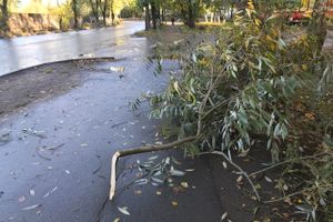 В Великих Луках стихия наломала немало (ФОТО)