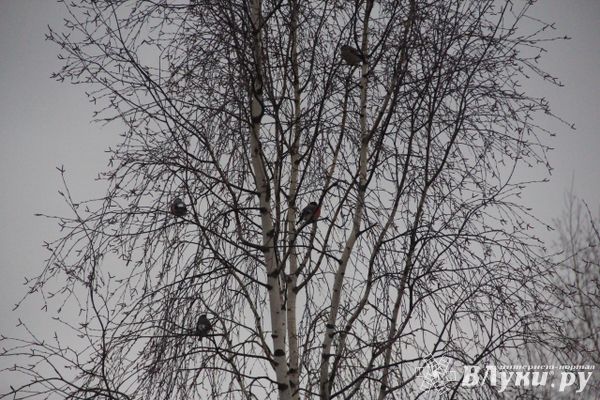 Прогноз погоды на 21 декабря в Великих Луках