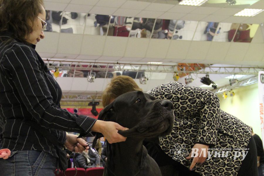 Всероссийская выставка собак «Великие Луки — 2014»