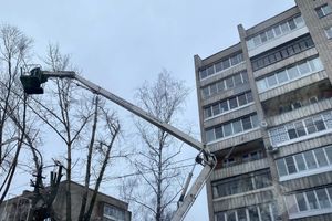 В Великих Луках ведут формовку деревьев (ФОТО)