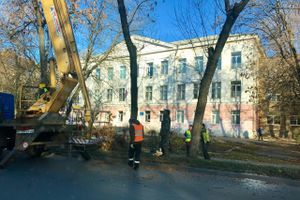 В Великих Луках обрезают тополя (ФОТО)