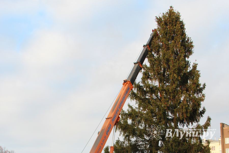 Сегодня в Великие Луки привезли главную новогоднюю ёлку (фото)