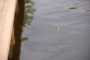 В Комендантском пруду установили сходни для лягушек (ФОТО)