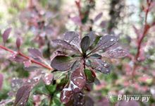 Прогноз погоды на 30 мая в Великих Луках