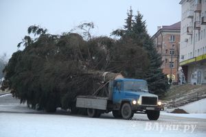 В Великих Луках установили новогоднюю елку (фото)