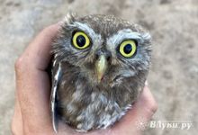 Россиянам запретили содержать дома сов, страусов, бегемотов и медведей