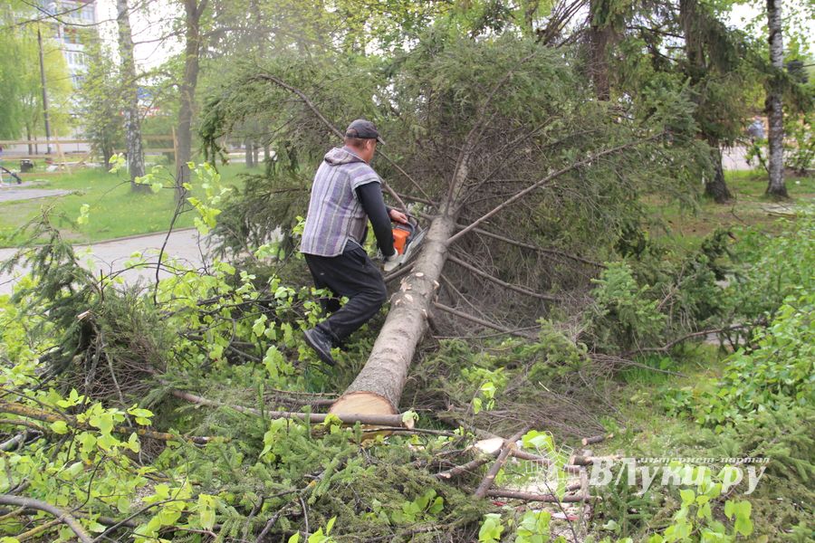 На площади Калинина убирают лишние деревья (ФОТО)
