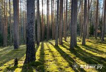 Прогноз погоды на 13 августа в Великих Луках