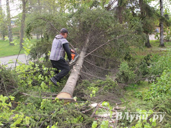 На площади Калинина убирают лишние деревья (ФОТО)