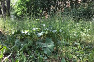 Трава у дома (ФОТО)