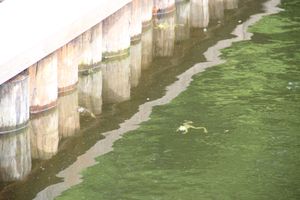 В Комендантском пруду установили сходни для лягушек (ФОТО)