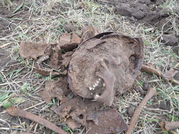 Поисковики подняли 15 солдат РККА в Локнянском районе (ФОТО)