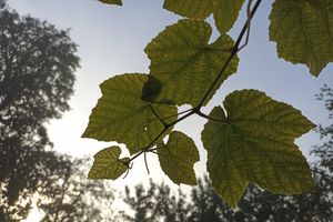 ©ВЛуки.ру