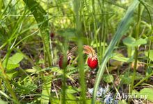 Прогноз погоды на 4 июля в Великих Луках