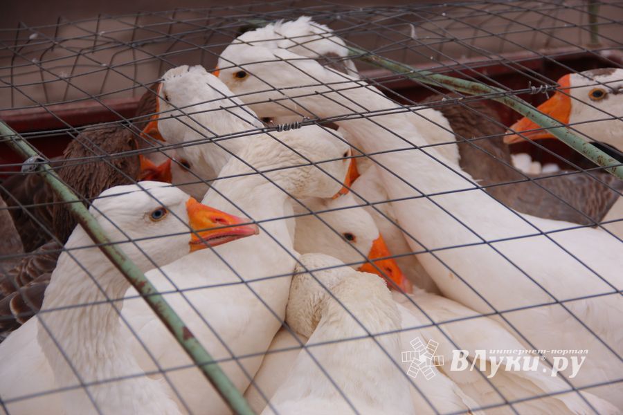 В Великих Луках проходит Весенняя ярмарка