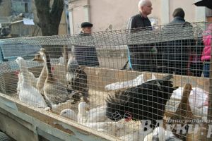 Весенняя ярмарка 2013 прошла в Великих Луках