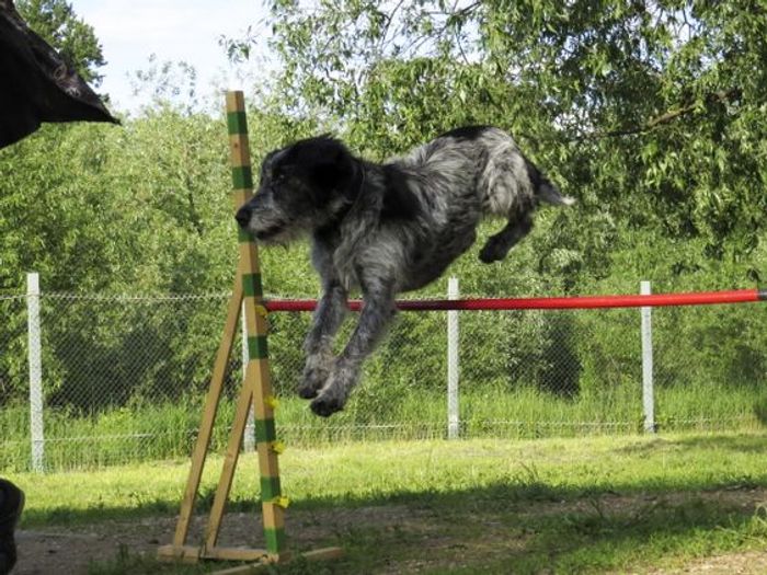 В Великих Луках прошли спортивные соревнования среди собаководов (ФОТО)