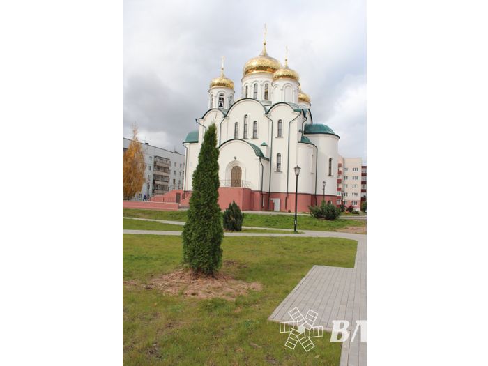 Куда исчезли пихты у Свято-Вознесенского собора в Великих Луках