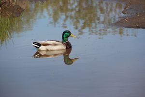 Фотофакт: селезню приглянулась лужа на дороге