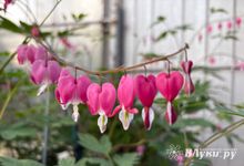 Прогноз погоды на 11 июня в Великих Луках