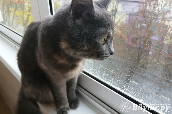 Прогноз погоды на 21 ноября в Великих Луках