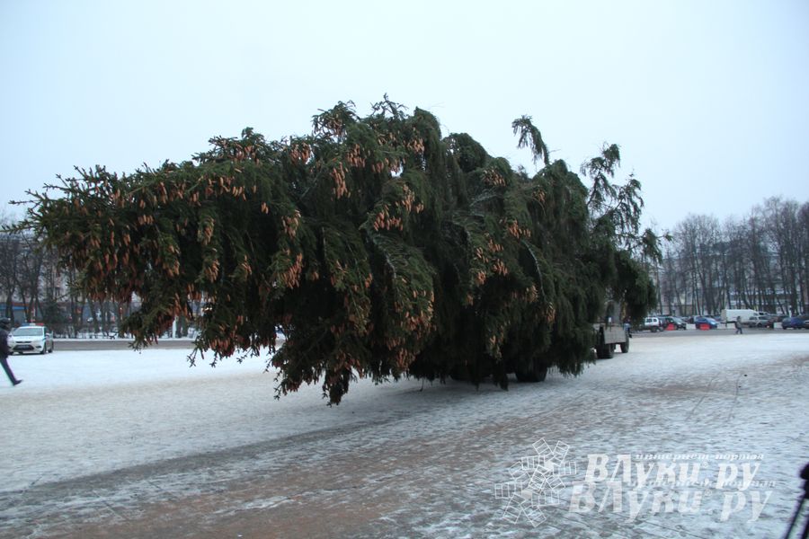В Великих Луках установили новогоднюю елку (фото)