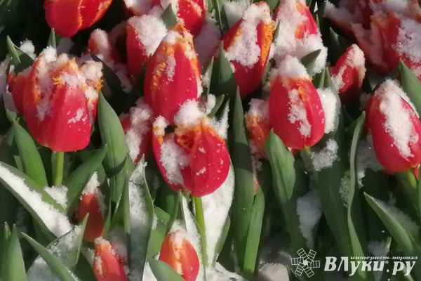 Поздравляем с Международным женским днём!